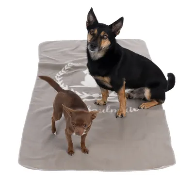 Due cani piccoli su una coperta grigia con logo e scritta bianchi.