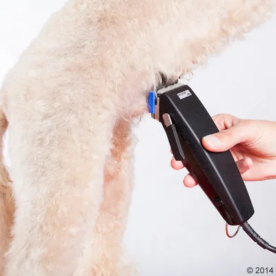 Hund bliver klippet med elektrisk pelsklipper, sort model med blå afstandskam. Hånd holder klipperen tæt på hundens krøllede lyse pels.