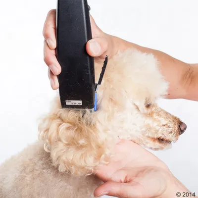 Hund bliver klippet med sort Moser Rex trimmer, tæt på hoved og hals. En hånd holder forsigtigt hundens hoved under klipningen.