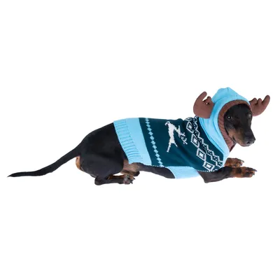 Hund trägt einen blau-grünen Strickpullover mit Rentiermotiv und Kapuze mit braunen Geweih-Applikationen.