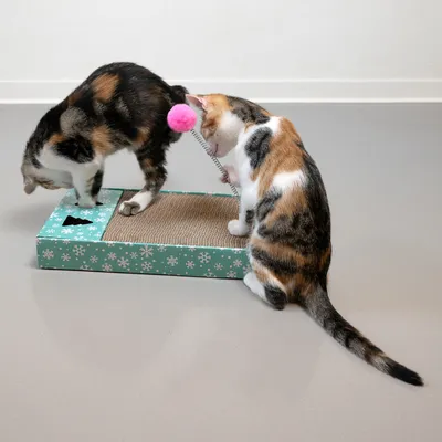 Zwei Katzen spielen mit einer Kratzmatte aus Karton und Sisal, ausgestattet mit einem pinken Ball an einer Feder.