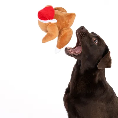 Brown dog jumps after a plush toy shaped like a turkey with a red Christmas hat.