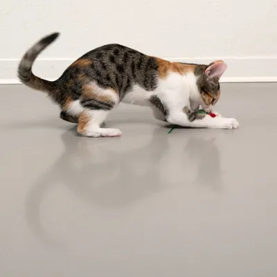 TIAKI Juleleketøy for katter mus