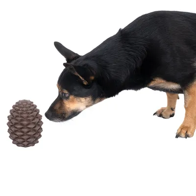 Small dog sniffs a brown toy shaped like a pine cone.