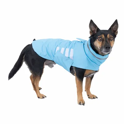 Chien portant un manteau bleu avec bandes réfléchissantes visibles sur le côté, fermeture à scratch et col montant.