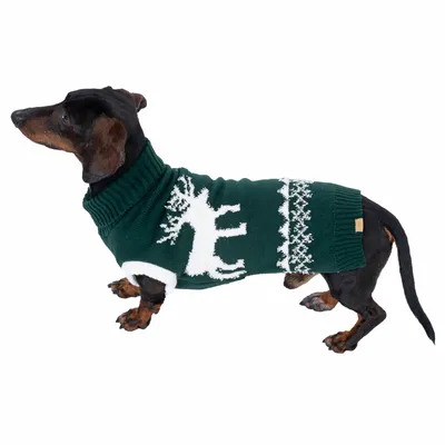 Dackel trägt grünen Pullover mit weissem Rentiermotiv und Schneeflockenmuster, geeignet für kalte Tage.
