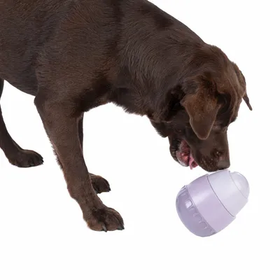 Brun hund leker med ett lila interaktivt leksak i äggform.