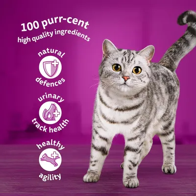 Image highlights high quality ingredients, supporting natural defences, urinary tract health, and healthy agility. Includes icons for each benefit next to a cat.