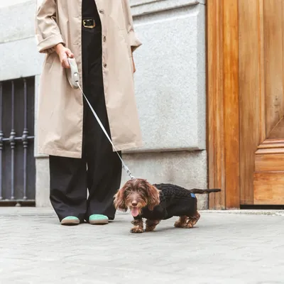 Petit chien à poil long en laisse, portant un manteau noir, tenu par une personne en manteau beige et pantalon noir, visible jusqu’à la taille, lors d’une promenade en ville.