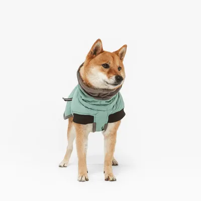 Chien portant un manteau vert clair avec détails noirs, vu de face. Le manteau couvre le dos et le poitrail du chien.