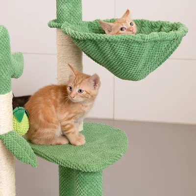Krabpaal met groene stoffen bekleding, twee niveaus en hangmat. Twee oranje katten zitten op de platforms.