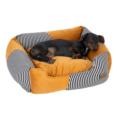 Hund liegt in einem orange-schwarz gestreiften Hundebett mit gepolsterten Seiten und Markenetikett Modern Living.
