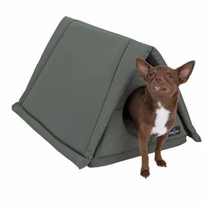 Tienda verde para mascotas con el logo de Nomad Tales, perro pequeño marrón asomando por la entrada.