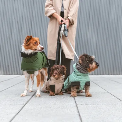 Trois chiens de tailles différentes portant des manteaux pour chien verts et beige, tenus en laisse par une personne en manteau beige, visibles en extérieur sur un trottoir.