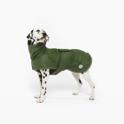 Chien dalmatien portant un manteau vert couvrant le dos, le cou et le poitrail, fermeture à scratch visible sur le dessus, matière synthétique avec écusson rond sur le côté.