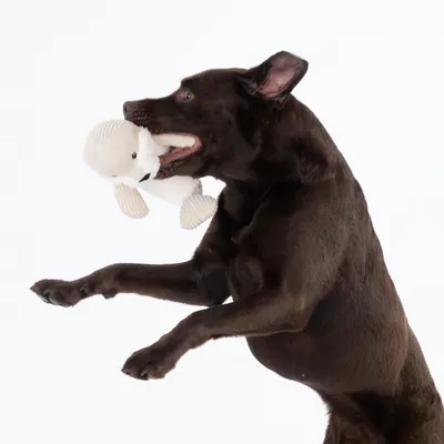 Brown dog playing with a white plush toy shaped like a bear.