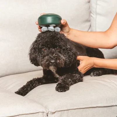 Hand hält grünes Pflegegerät mit Bürstenaufsatz über einem schwarzen Hund auf einem Sofa. Demonstration der Anwendung des Geräts zur Fellpflege.