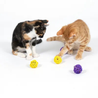 Dos gatos juegan con pelotas de juego amarillas y violetas hechas de material trenzado.