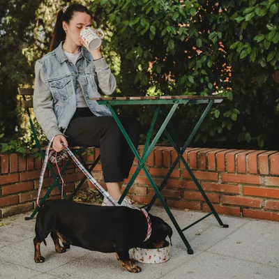 Chien noir en laisse buvant dans une gamelle blanche à motifs, assis à côté d’une personne à une table de jardin en métal vert.