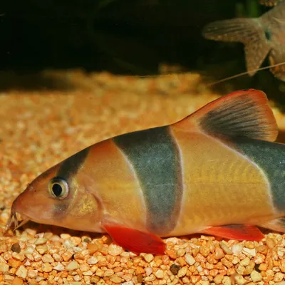 Close-up of a clown loach fish with orange-black stripes and red fins on a gravel substrate.