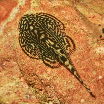 Close-up of a suckermouth catfish with a patterned body on a red stone. Suitable for aquarium enthusiasts.