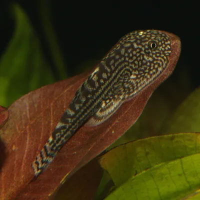 Close-up of a fish with a patterned body on a brown leaf in an aquarium.