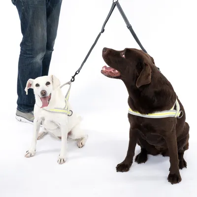 Due cani, uno marrone e uno bianco, indossano pettorine rifrangenti con guinzagli. Persona sullo sfondo tiene i guinzagli.