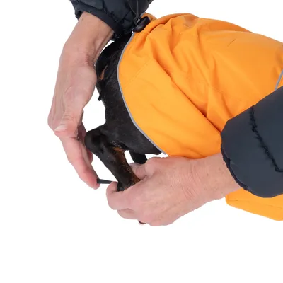 Main ajustant la patte d’un petit chien noir portant un manteau orange avec cordon visible, gros plan sur l’habillage de l’animal.