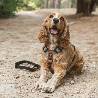 Braunes Hundegeschirr mit schwarzem Gurt, getragen von einem Hund. Passendes Halsband liegt daneben auf dem Boden.