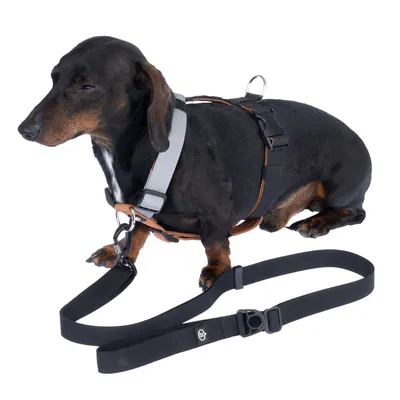 Schwarzer Hund mit Geschirr und Leine, verstellbare Gurte und Metallring sichtbar.