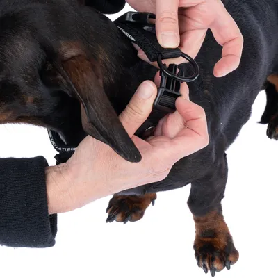 Close-up van een hond waarvan de halsband met een kliksluiting wordt vastgemaakt. Handen tonen het juiste gebruik van de sluiting.