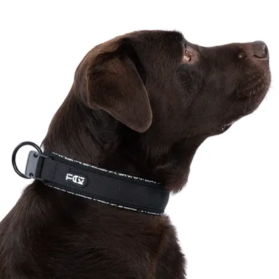Hond met zwart halsband van het merk FOX, zijaanzicht.
