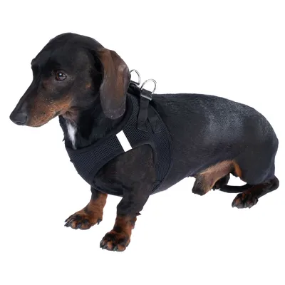 Schwarzer Dackel trägt ein schwarzes, gepolstertes Hundegeschirr mit reflektierendem Streifen und Metallringen.