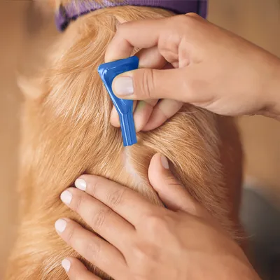 Aplikacja niebieskiej pipety na skórę psa o jasnej sierści, widoczne dłonie rozchylające sierść i nakładające preparat. Pies ma fioletową obrożę.