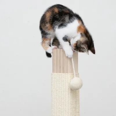 Kattenkrabpaal omwikkeld met sisal, bovenop een spelende kat en een hangende bal aan een touw.