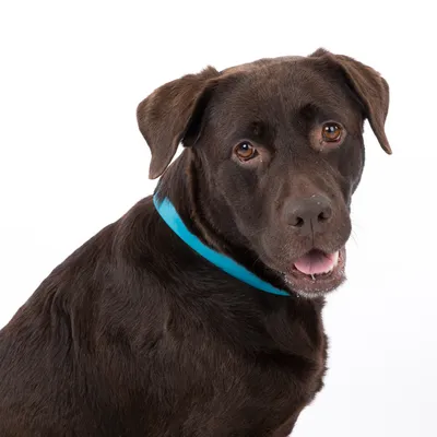 Brauner Hund mit blauem Halsband, Blick nach vorne. Halsband sichtbar als Produktmerkmal.