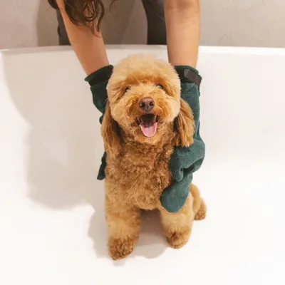 Hund wird mit grünen Pflegehandschuhen gebürstet, geeignet für Fellpflege und Reinigung.