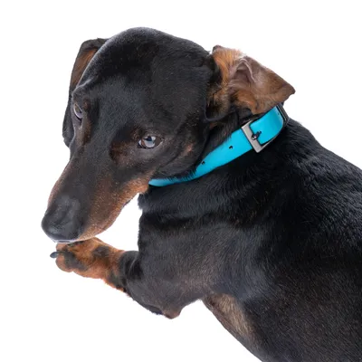 Hund mit blauem Halsband aus Leder, silberne Schnalle sichtbar.