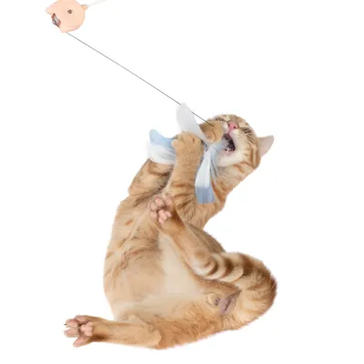 Red cat playing with a toy attached to a string, featuring white and blue feathers.