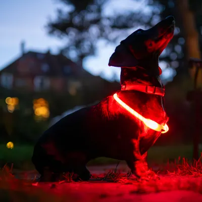 Hund mit leuchtendem roten Halsband in der Dunkelheit, geeignet für bessere Sichtbarkeit bei Nachtspaziergängen.