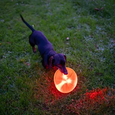 Hund leger med lysende orange frisbee på en græsplæne i skumringen.