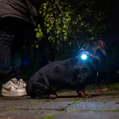 Chien noir en laisse avec médaillon lumineux bleu fixé au collier, assis à côté d’une personne sur un trottoir la nuit.