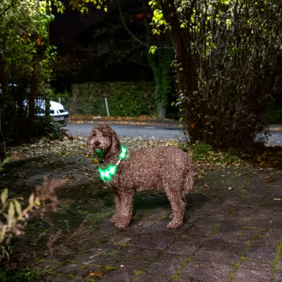 Hond met felgroene halsband 's nachts op een stoep. Demonstratie van de zichtbaarheid van de halsband in het donker.