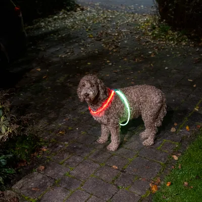 Hund med lysende halsbånd i rød og grøn for bedre synlighed i mørke.