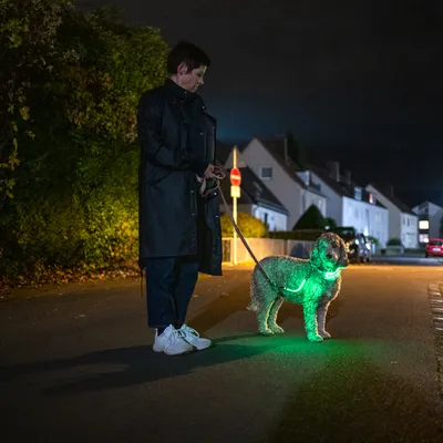 Hund mit leuchtendem grünen Geschirr bei Nacht auf einer Strasse, geführt an der Leine.