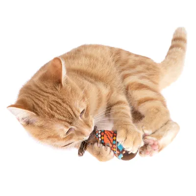 Chat roux tigré allongé tenant un jouet en tissu coloré avec motif géométrique et plume visible, sur fond blanc.