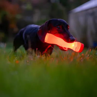 Hund med lysende rødt legetøj i munden, egnet til synlighed i mørke.