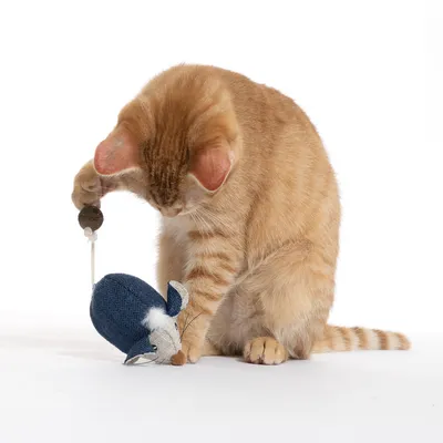 Red cat playing with a blue fabric mouse on a string. Toy for cats.