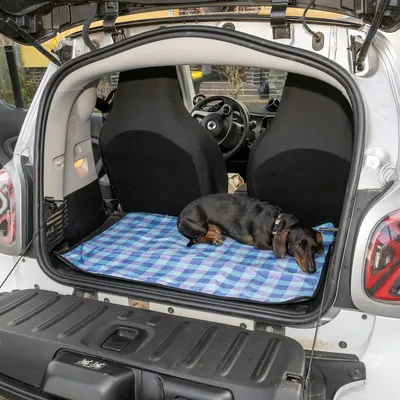 Hund ligger på ett blårutigt skyddsfodral i bilens bagageutrymme. Skyddsfodralet fungerar som underlag för husdjur under resan.