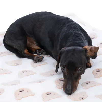 Hund liegt auf einer weißen Decke mit Bärenmuster. Produkt zeigt Nutzung der Decke als Liegefläche für Haustiere.